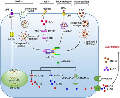 Inflammasome: A Double-Edged Sword in Liver Diseases